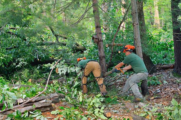 The Steps Involved in Our Tree Care Process in Moyie Springs, ID